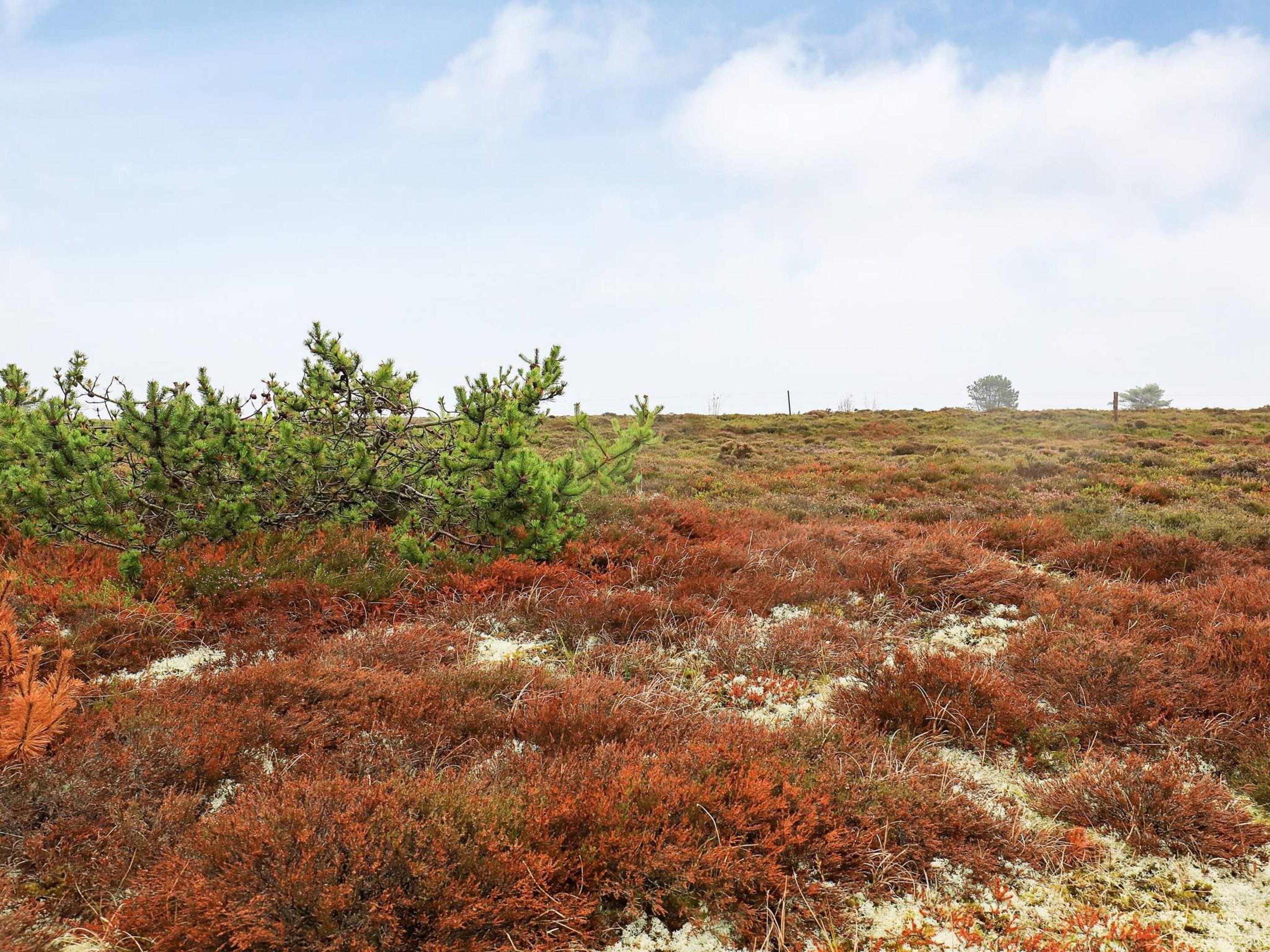 A natural landscape with a variety of vegetation, including a prominent pine tree and low-lying shrubs.