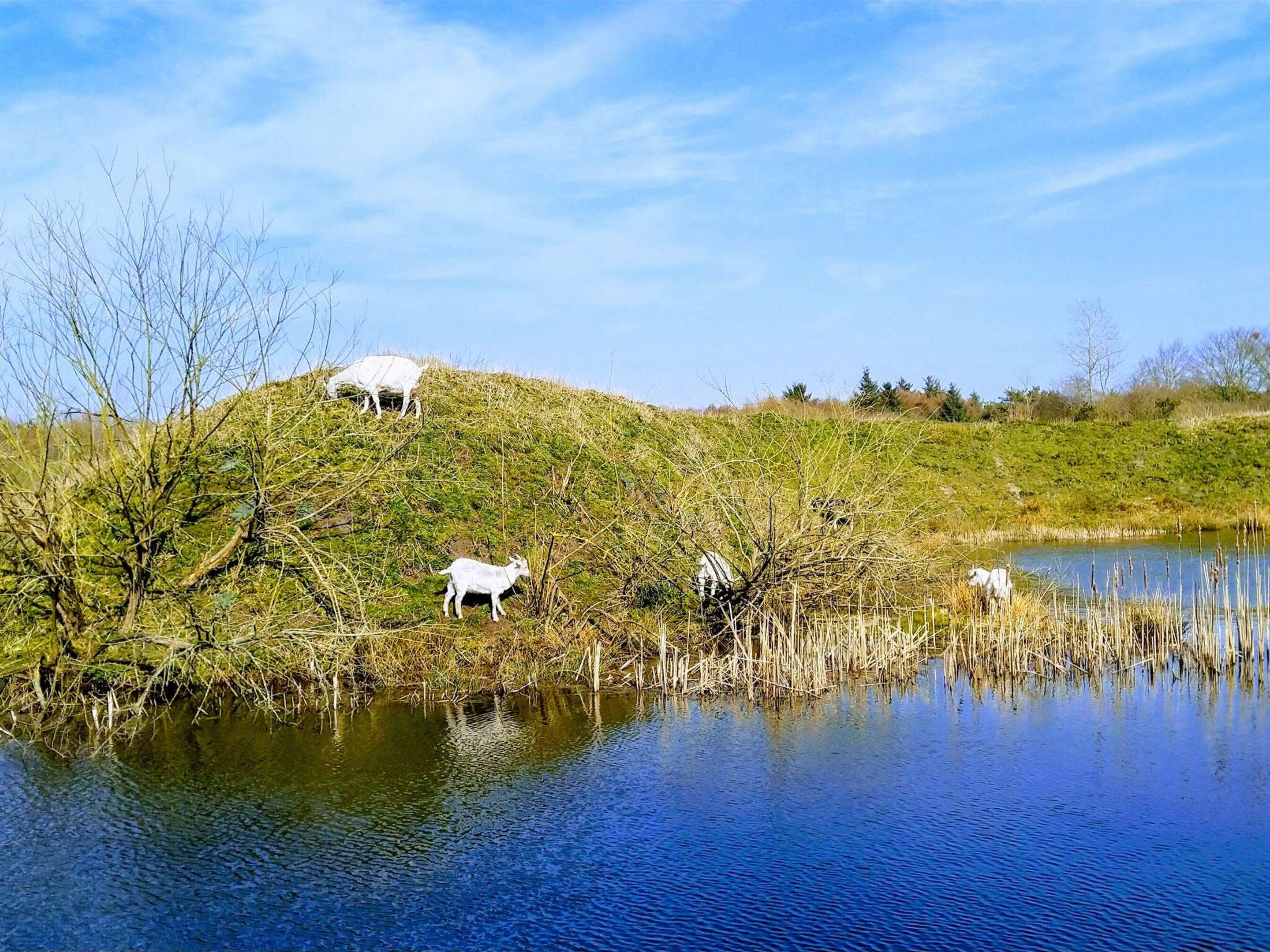 A serene landscape with a pond, grassy hill, and a few goats grazing.