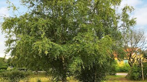 A large tree in a garden with a pathway and a building in the background.