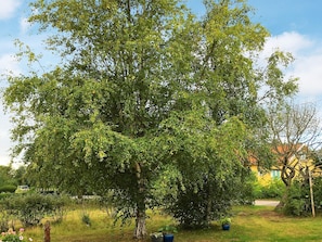 A large tree in a garden with a pathway and a building in the background.