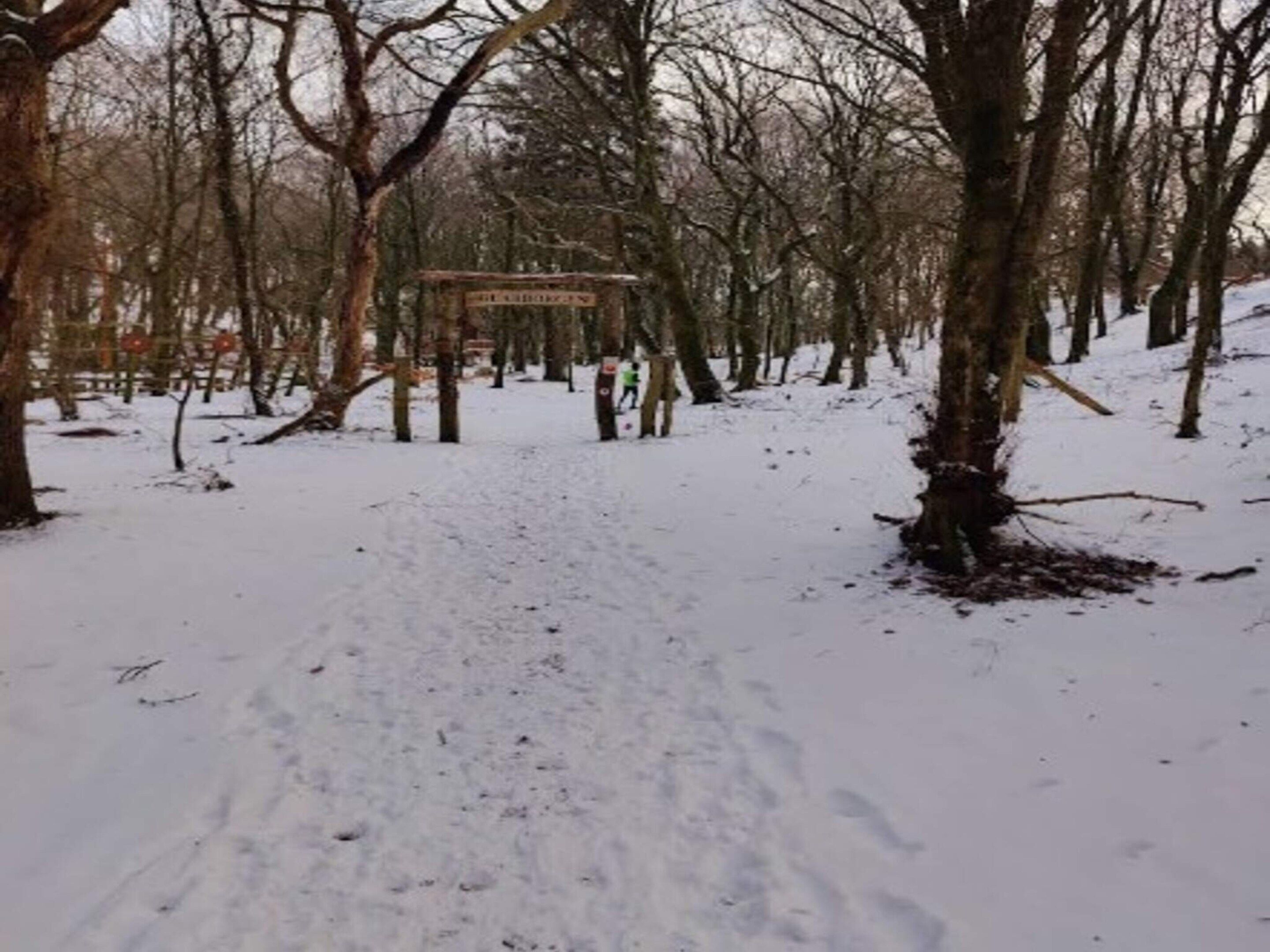 Un sentier enneigé menant à une construction en bois, au cœur d’une forêt.