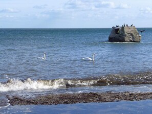 Un paysage côtier avec des cygnes nageant dans l’eau, un promontoire rocheux où sont perchés des oiseaux, et des vagues qui se brisent sur le rivage.
