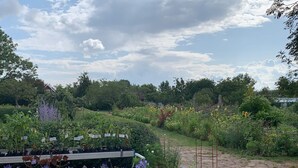 Ein Garten mit verschiedenen Pflanzen und Blumen, einer hölzernen Struktur und einem gepflasterten Weg.