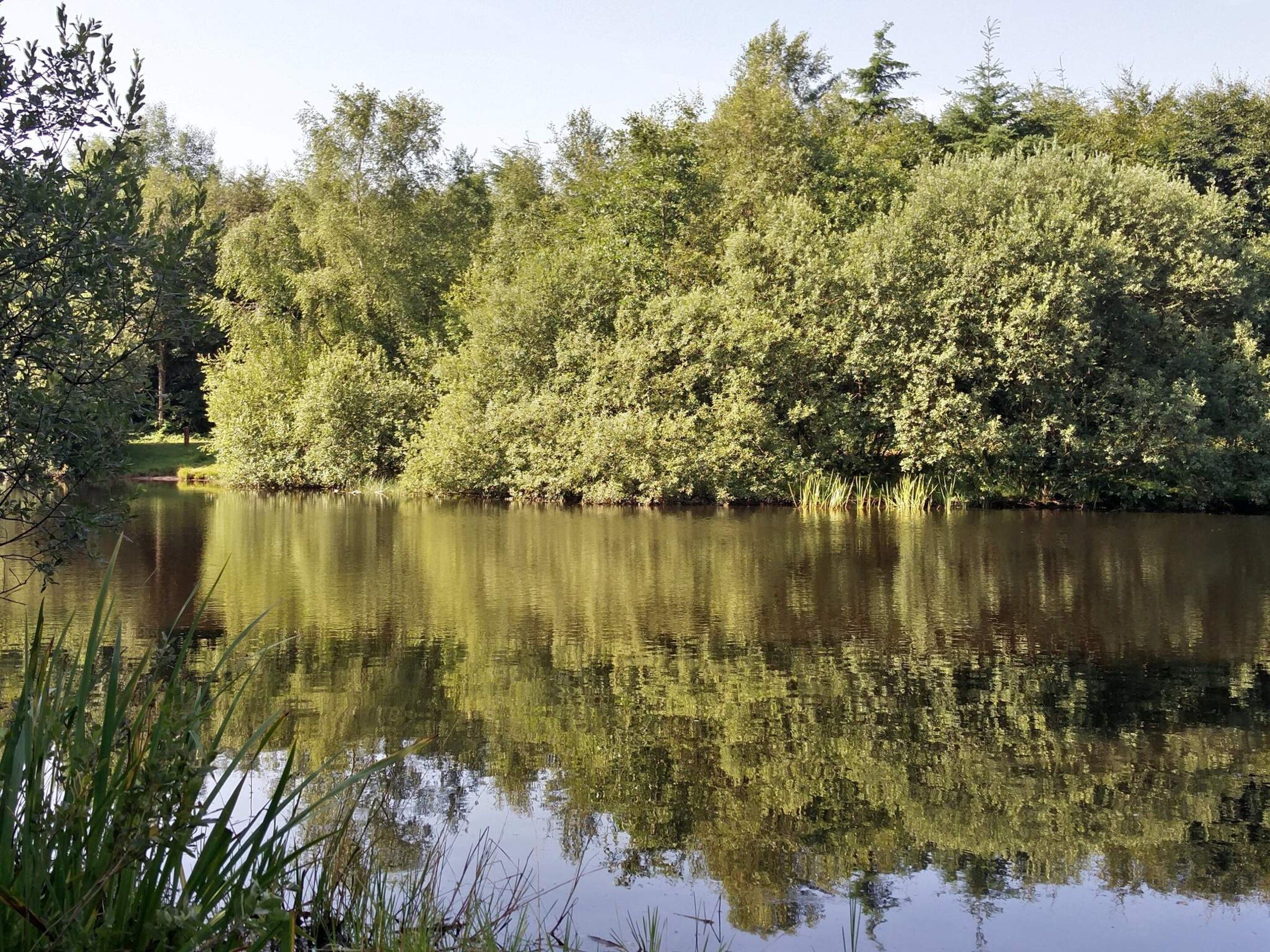 A calm lake surrounded by dense greenery and trees.