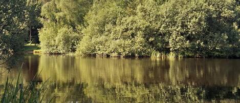 A calm lake surrounded by dense greenery and trees.