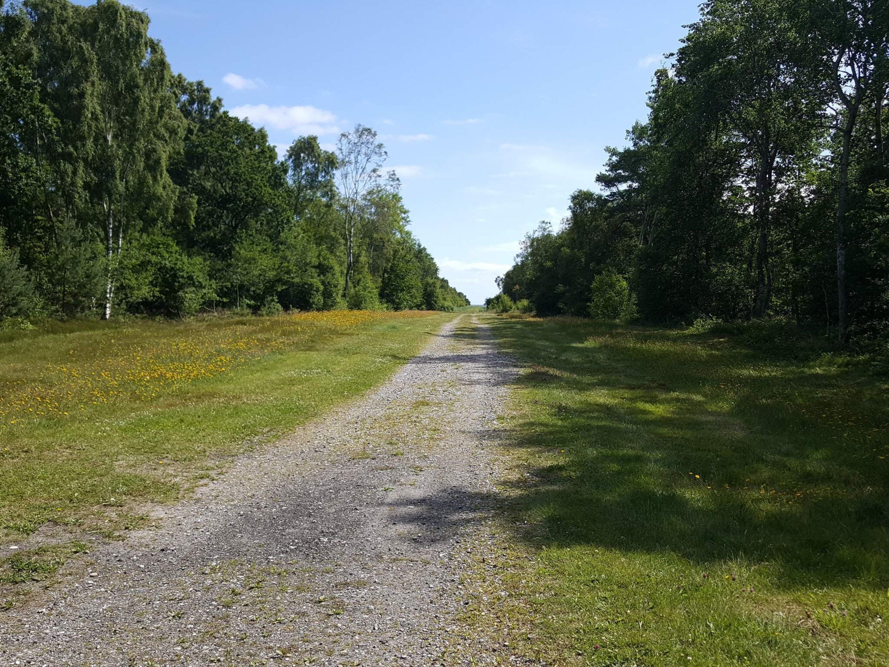A gravel path flanked by dense trees and grassy areas.