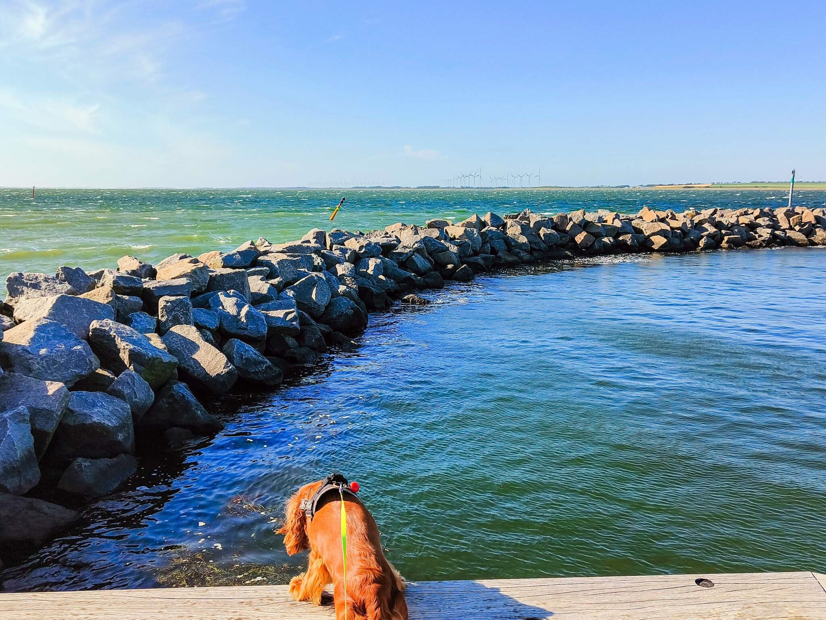 A coastal scene with a dog near a wooden dock, a rocky breakwater, and a clear sky.