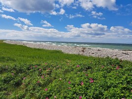 A coastal landscape with a pebbly beach, grassy areas, and pink flowers.