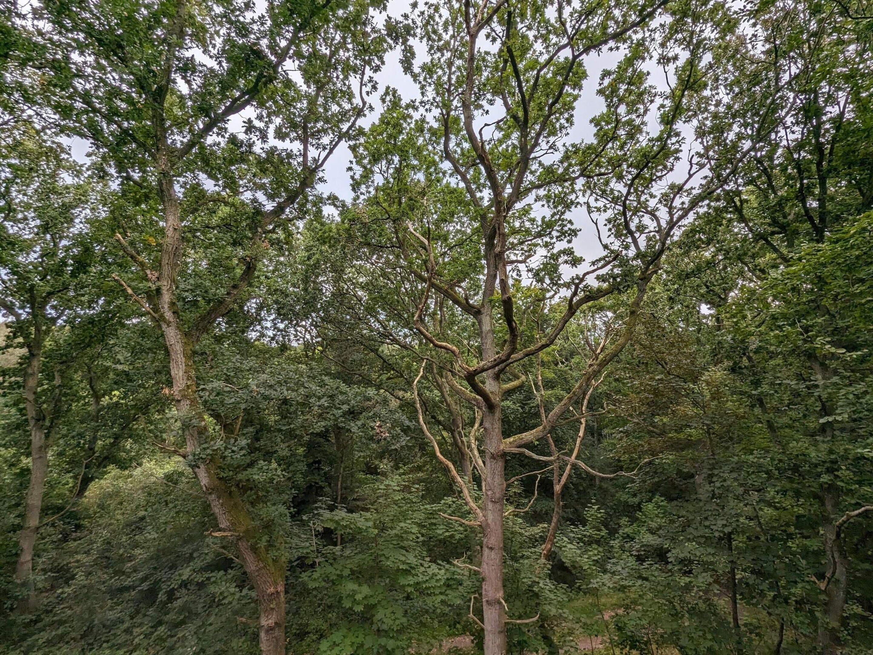 Une forêt dense, avec de grands arbres et un sous-bois touffu.