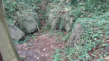 House | Property grounds