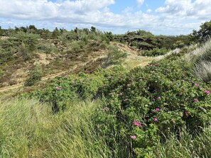 House | Miscellaneous