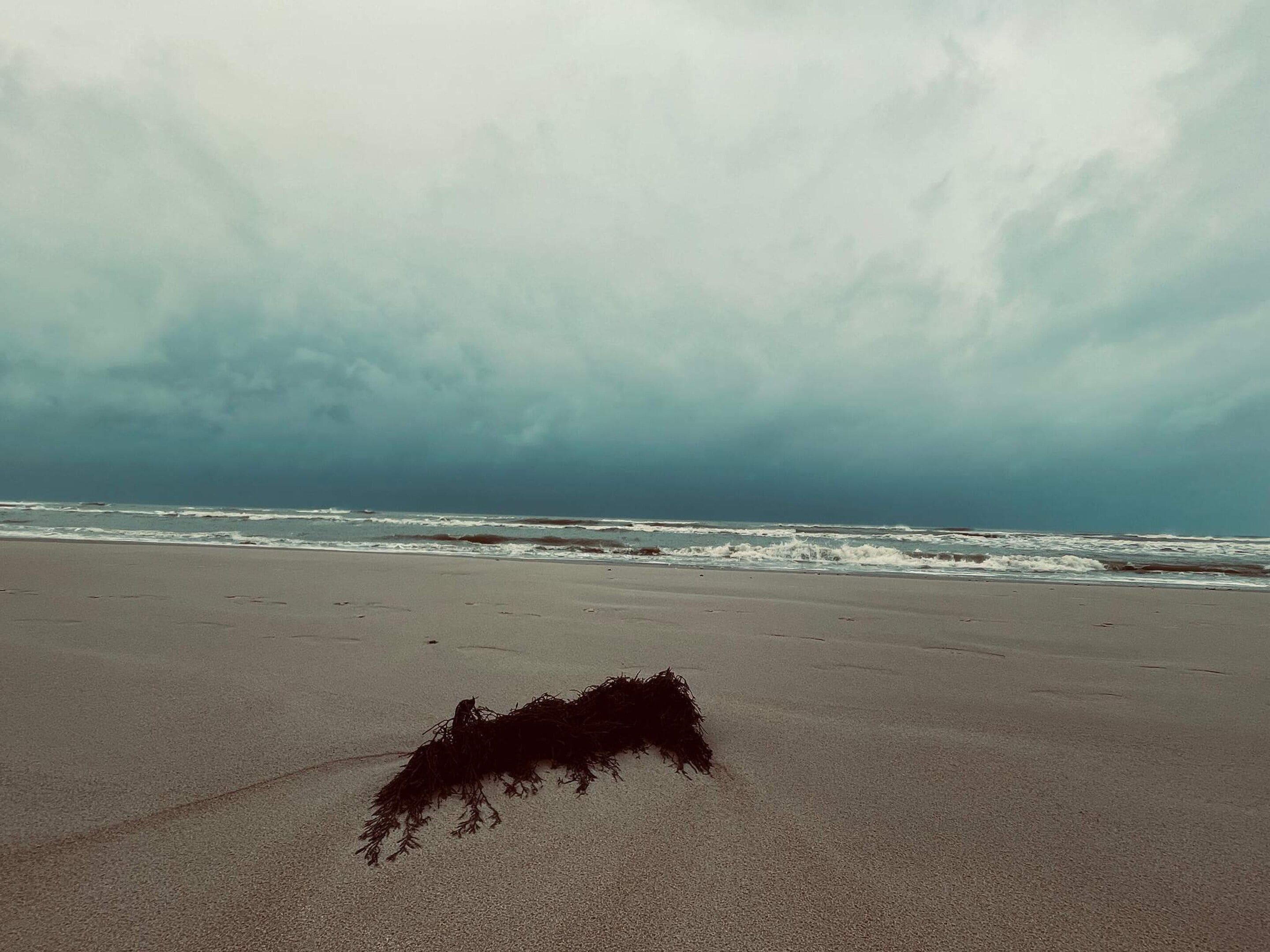 A beach with a large piece of seaweed on the sand and waves in the background.