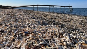 A beach with a pier extending into the water, covered in shells. - Swanky Seaside Holiday Home in Fur near Sea (Fur)