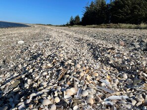 A gravel path leading to a beach with scattered seashells.