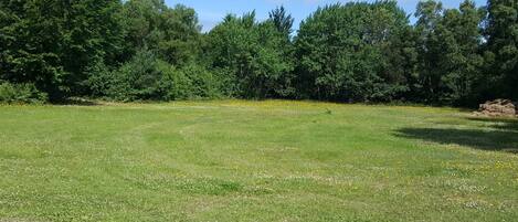 A grassy field with trees in the background.