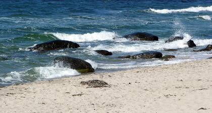 Beautiful Holiday Home in Hasle Near Sea