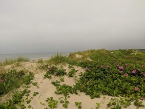 A beach with sand dunes and green vegetation. - 4 Star Holiday Home in Blavand (Blavand)