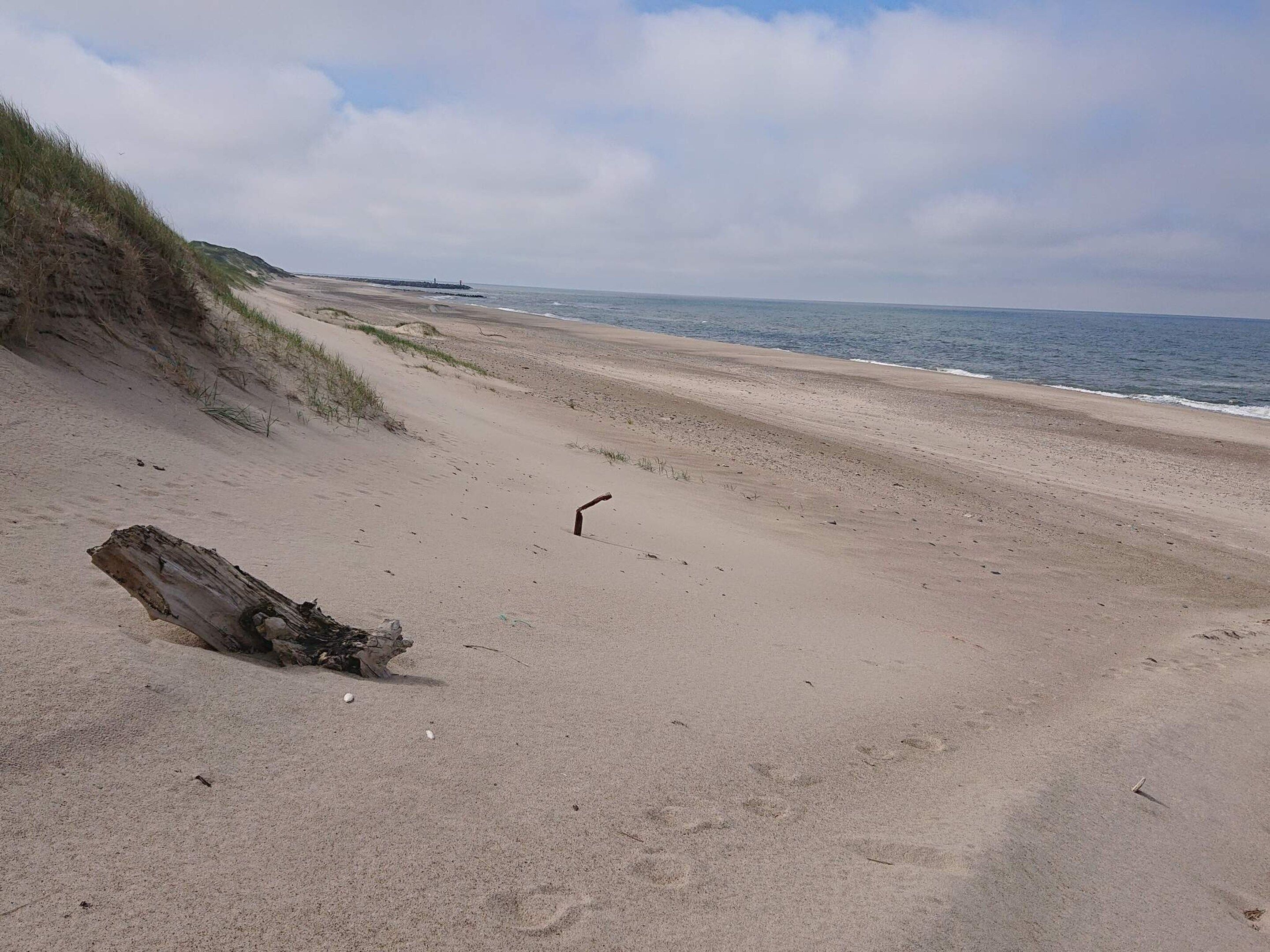 A sandy beach with a large log and sparse vegetation.