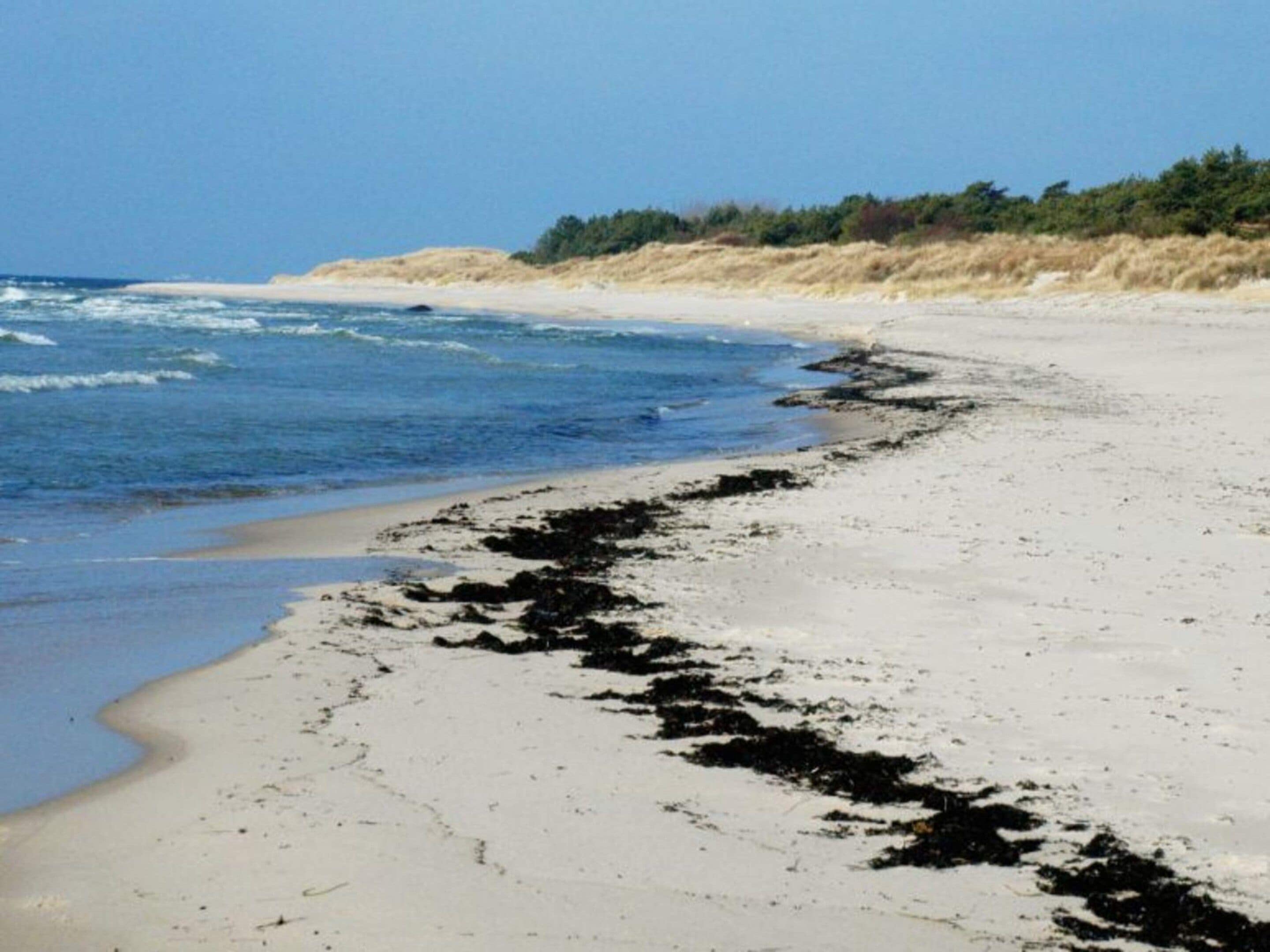 Une plage de sable avec des algues le long du rivage.