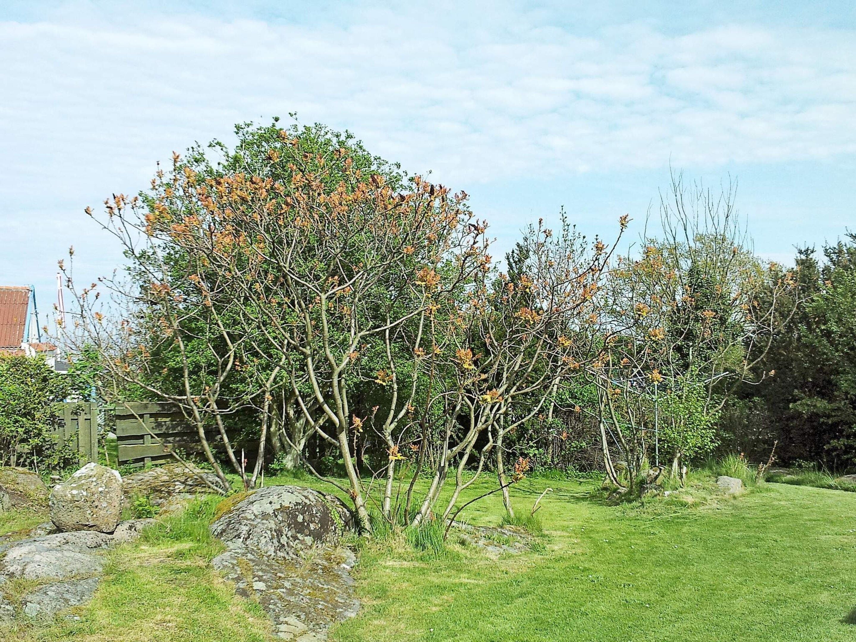 Un giardino con diversi alberi, un recinto in legno e una zona erbosa.