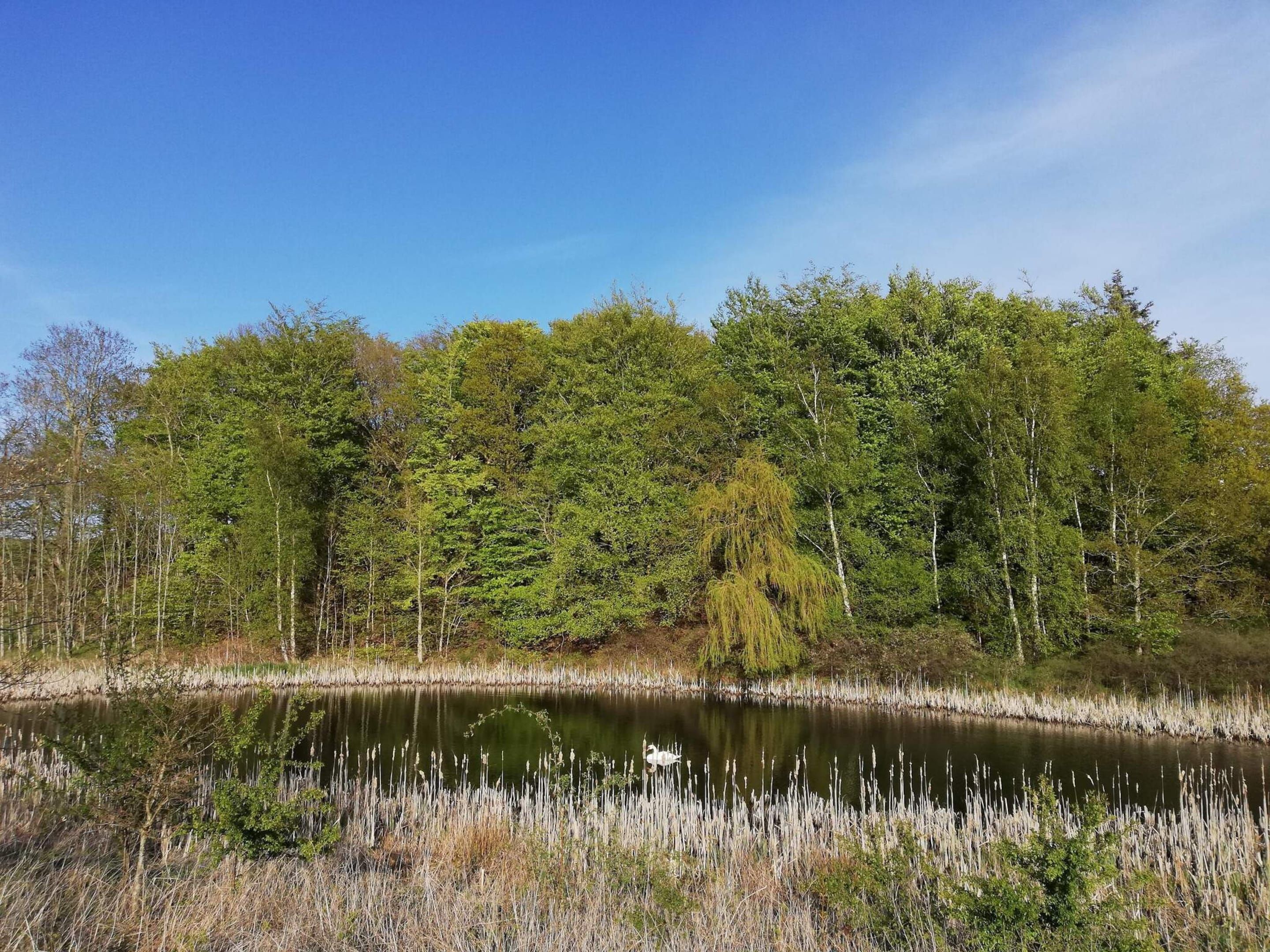 Un paysage naturel avec un étang bordé d’arbres et de roseaux.
