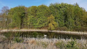Un paysage naturel avec un étang bordé d’arbres et de roseaux.
