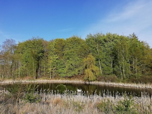 A natural landscape with a pond surrounded by trees and reeds. - 7 Person Holiday Home in Knebel (Knebel)