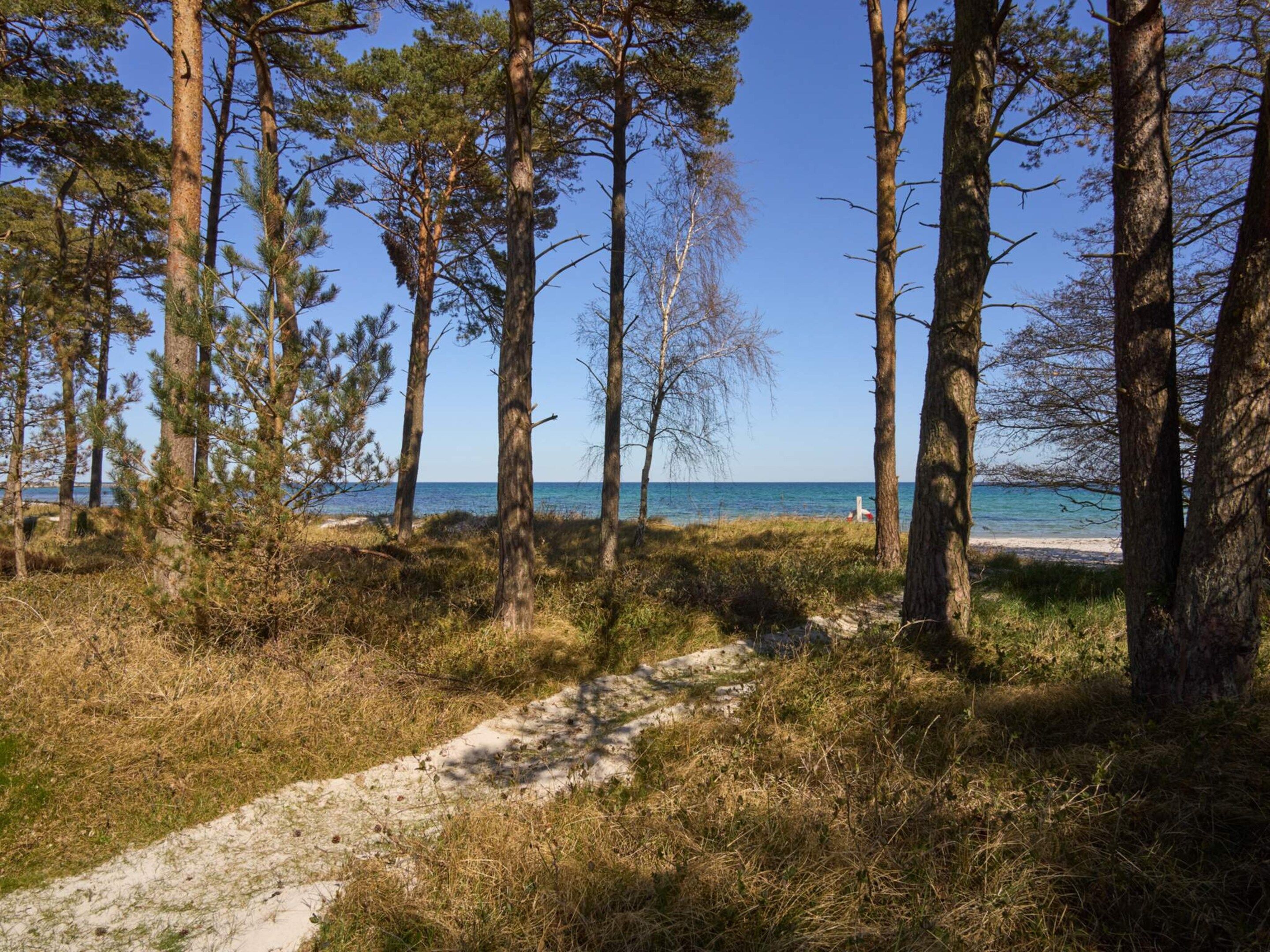A coastal path with trees leading to a beach.