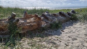 A sandy beach with a large fallen tree trunk and grass.