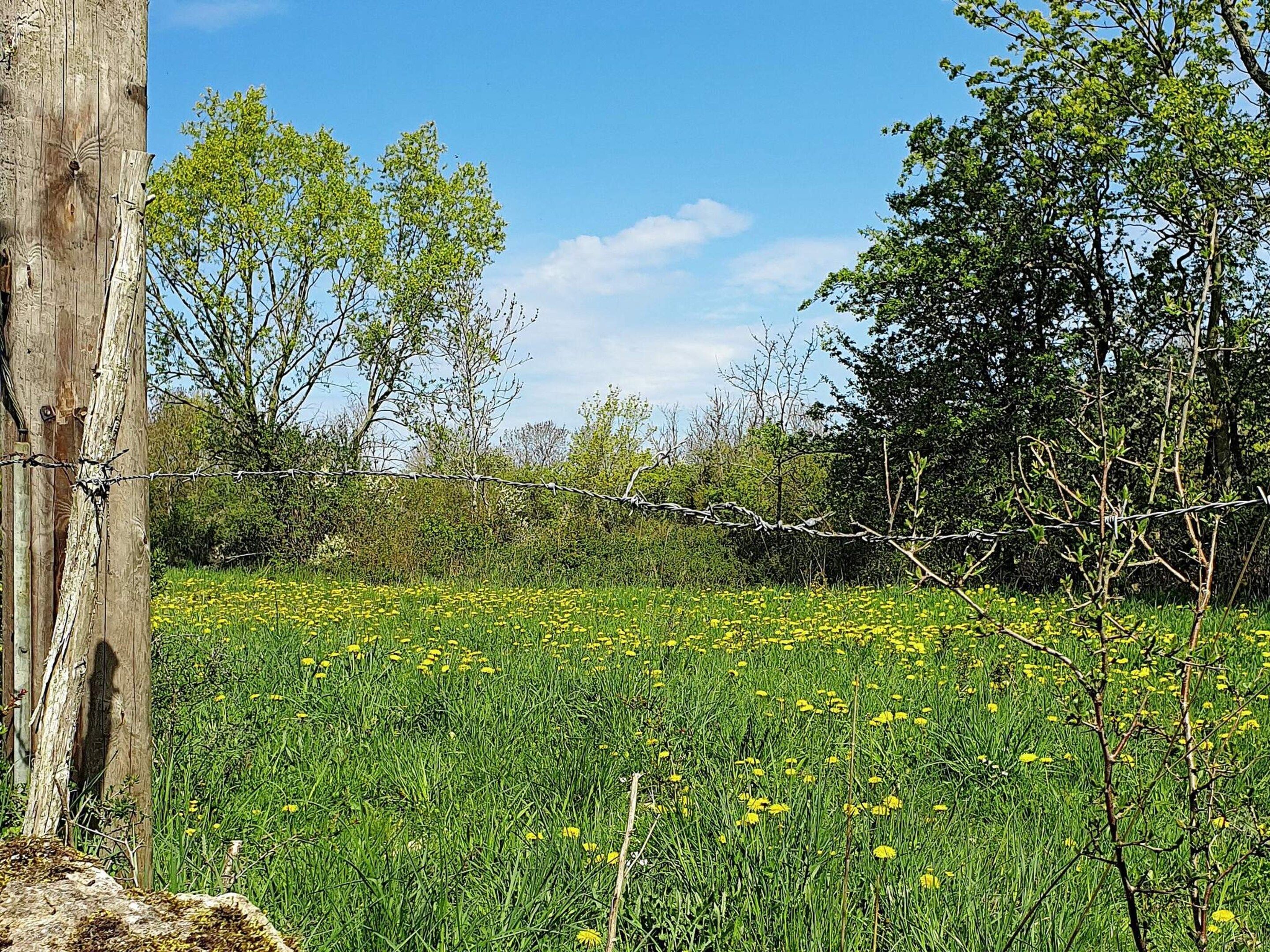 A field with yellow flowers and trees in the background.