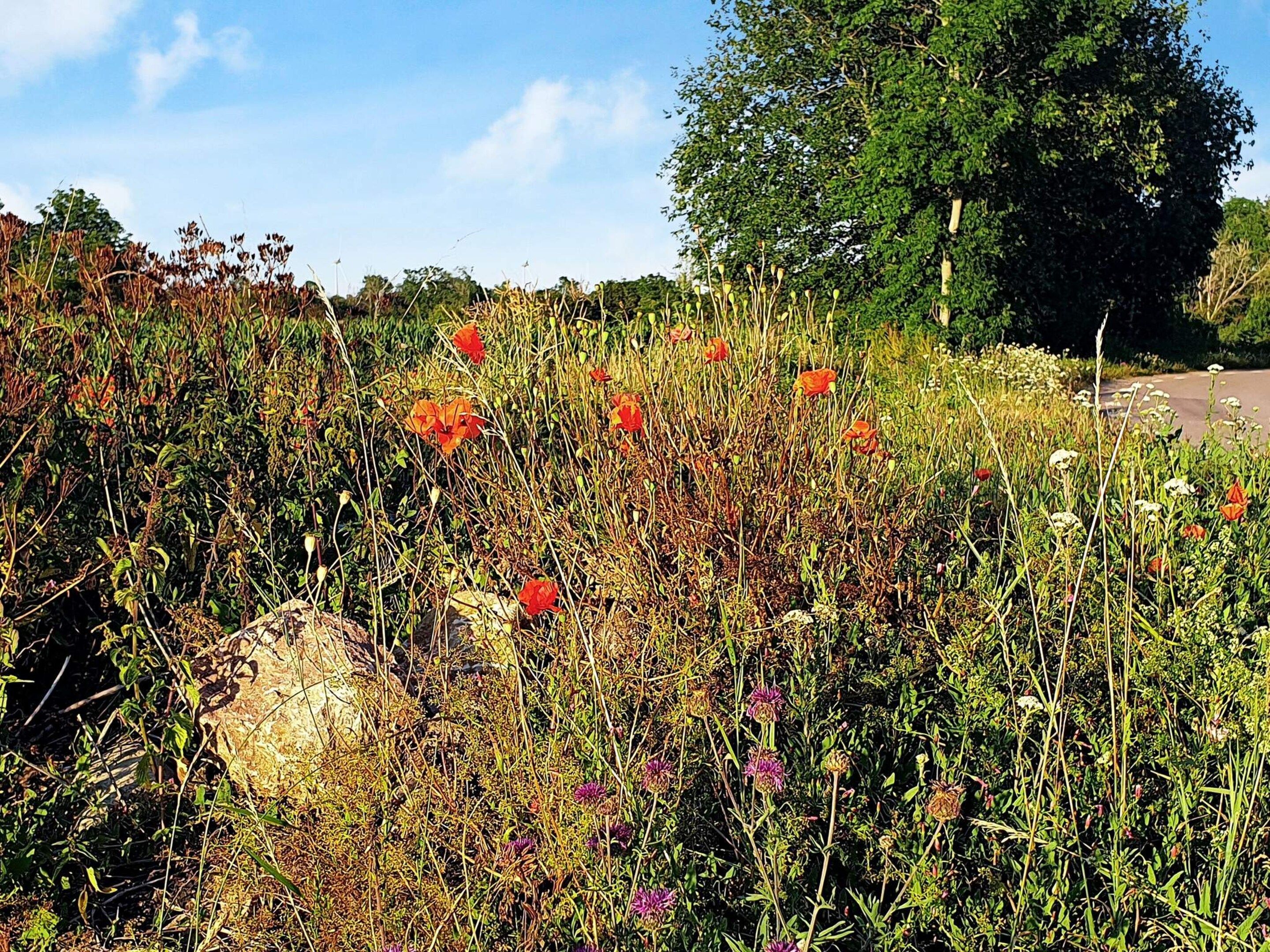 A natural landscape with wildflowers, a rock, and a road in the background.