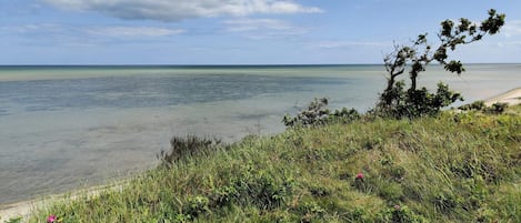 Un paisaje costero con cielo despejado, una playa de arena y un árbol en primer plano.