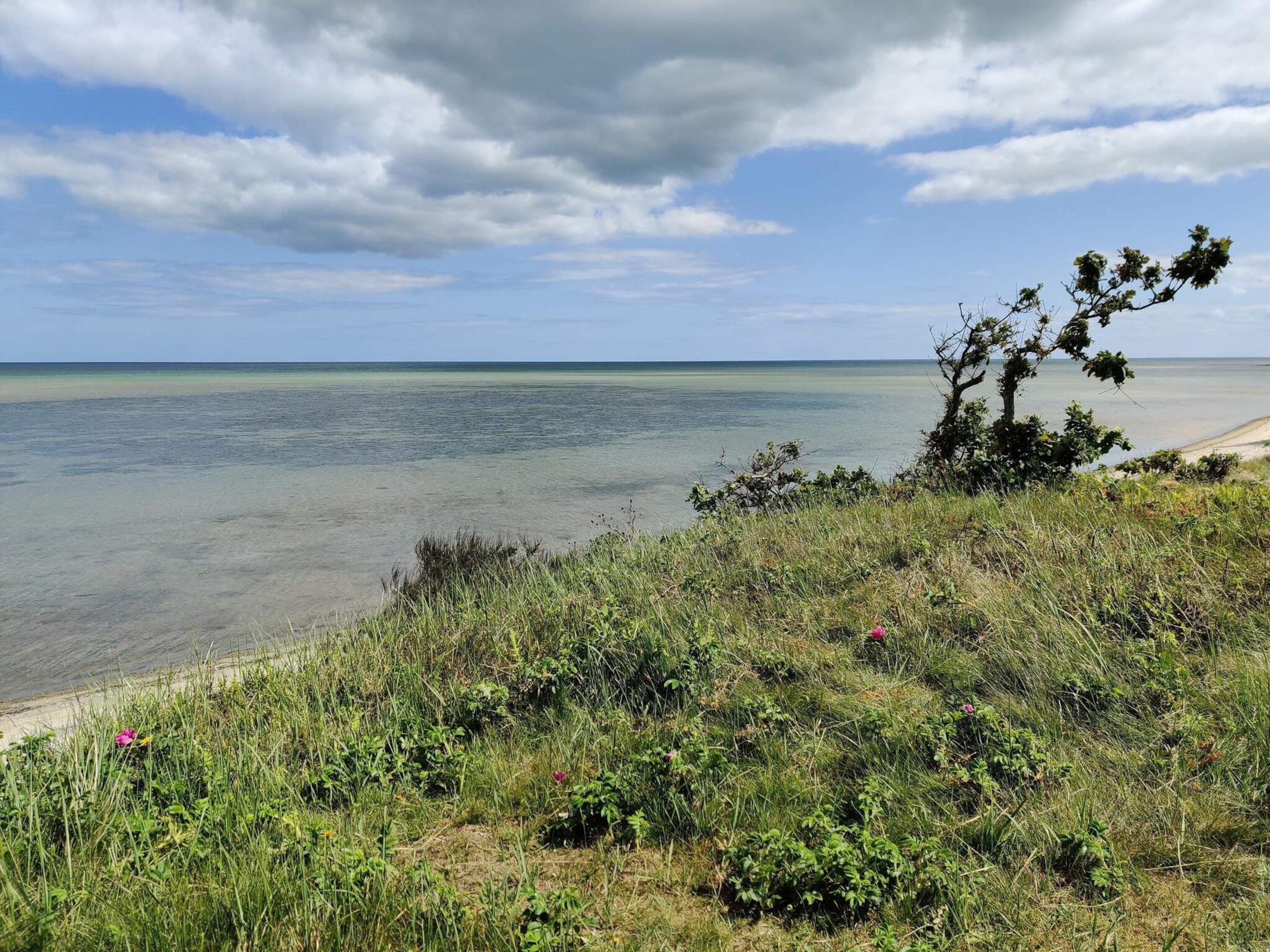 Paisaje costero con vista despejada al mar, una playa arenosa y una zona verde con un árbol.