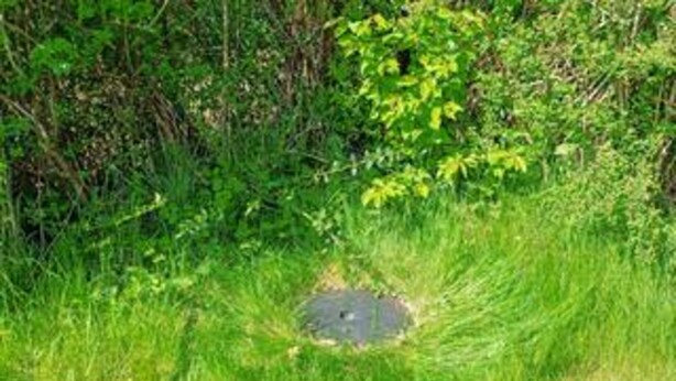 A grassy area with a circular depression, surrounded by dense foliage. - 6 Person Holiday Home in Bogo By (Bogø By)