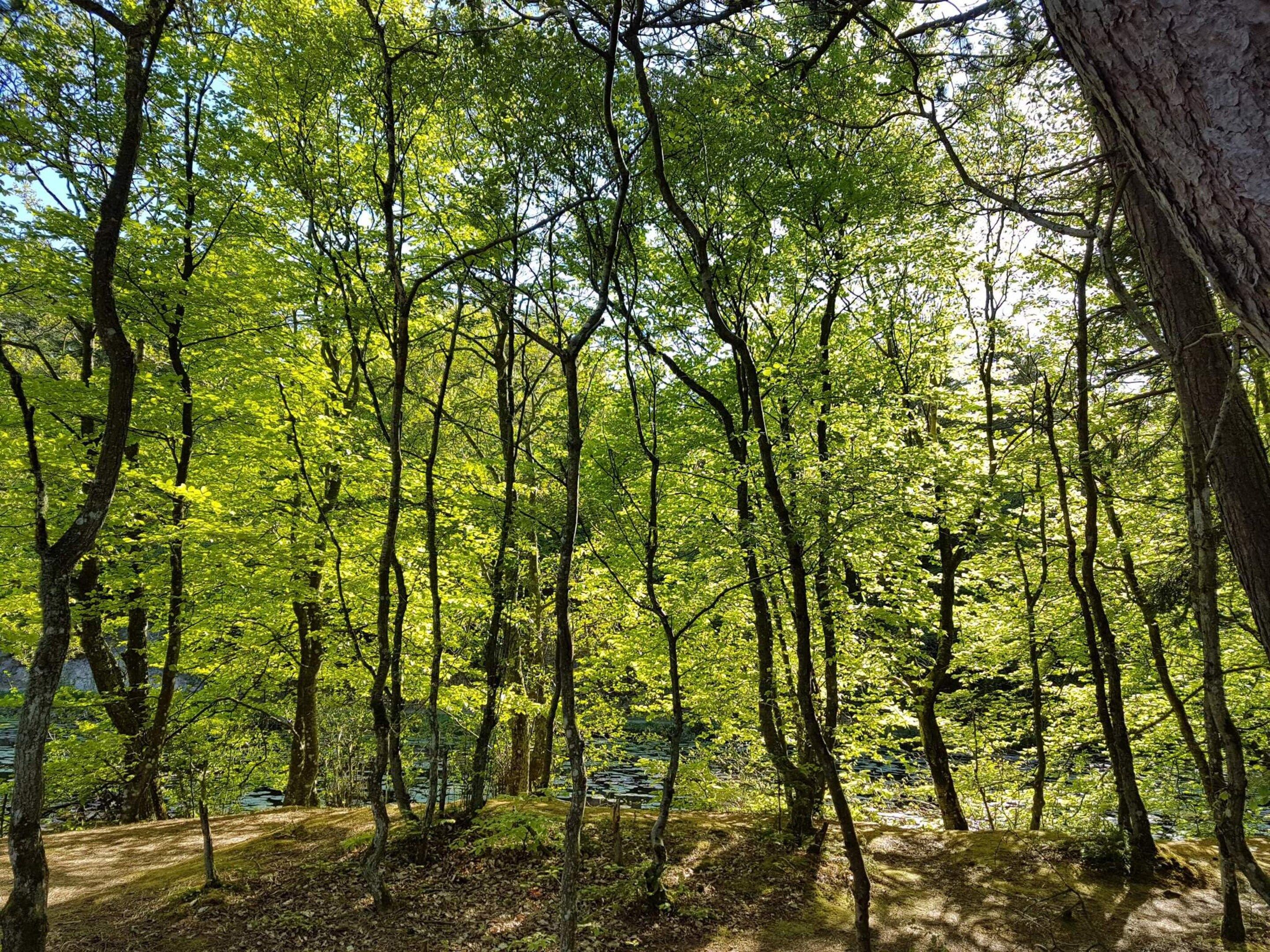 A dense forest with tall trees and a clear sky.