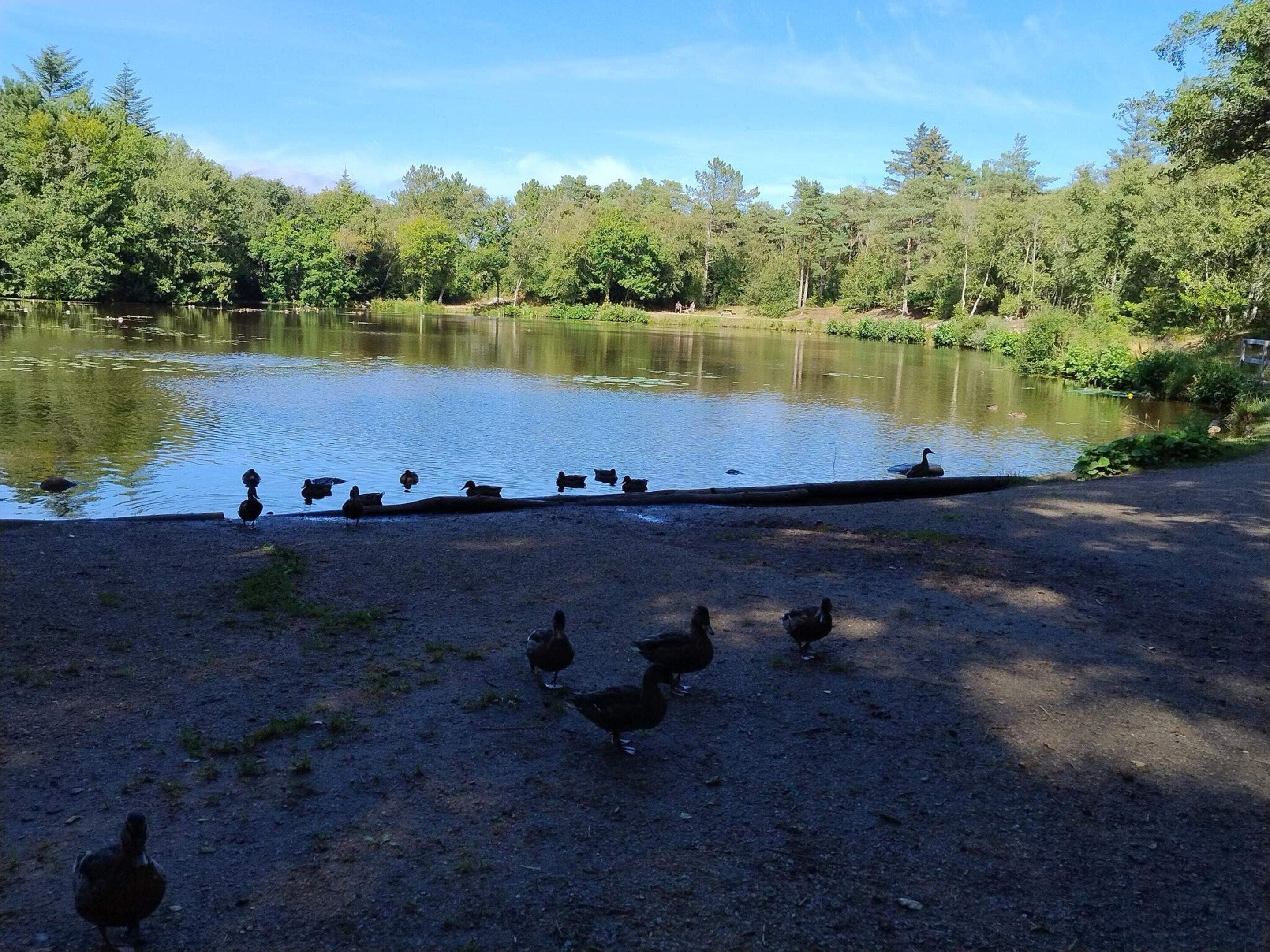 A pond surrounded by trees with ducks on the shore.
