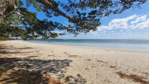 A beach with a clear sky, sandy shore, and a tree in the foreground.