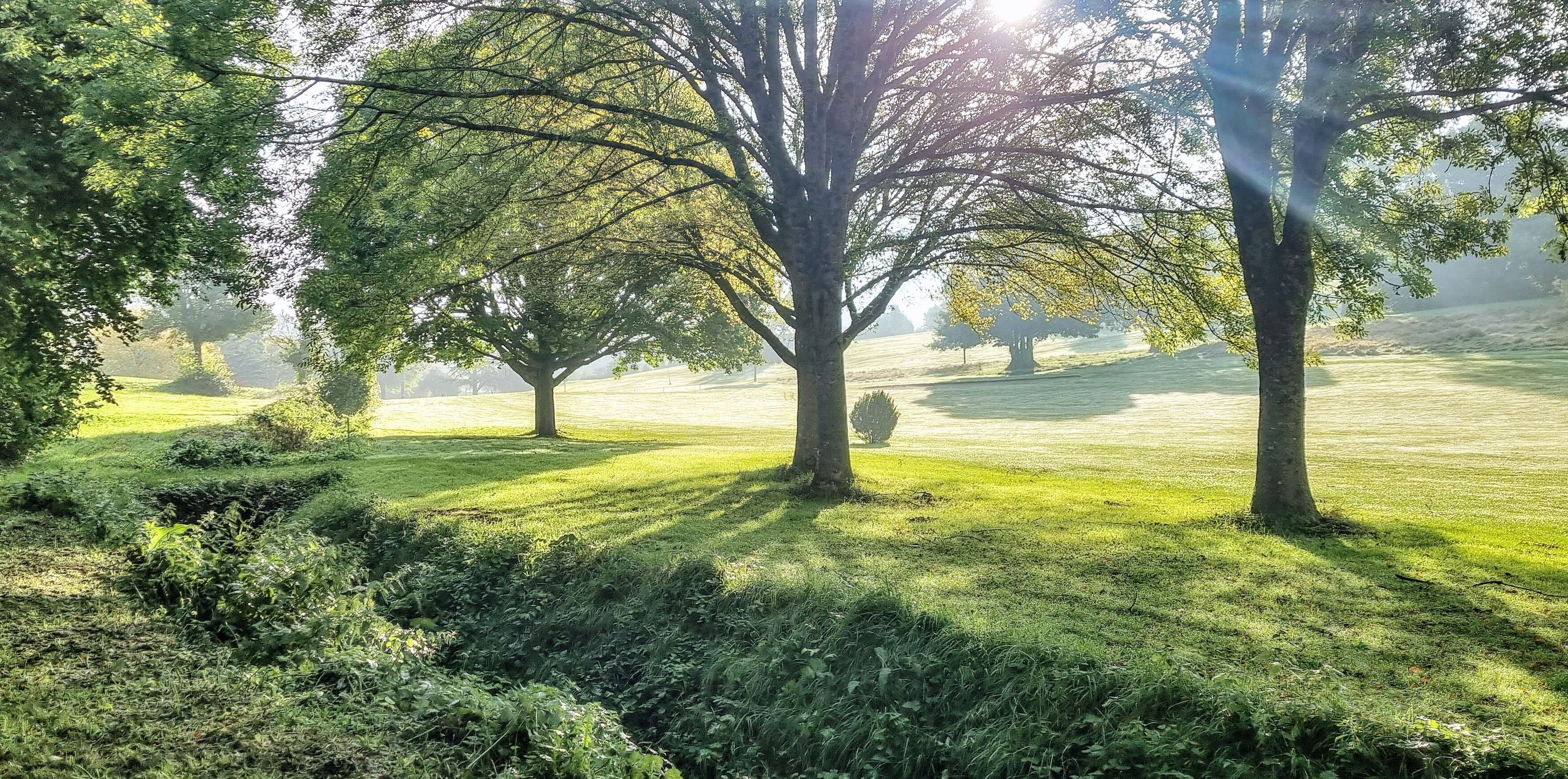 Um parque tranquilo com árvores grandes e uma área gramada bem cuidada.