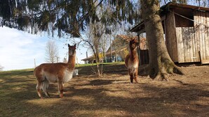 Deux lamas se tiennent dans une zone herbeuse, avec une structure en bois et des arbres en arrière-plan.