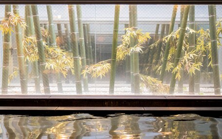 A view through a window with reflections of bamboo and a building.