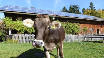 Apartment, 2 Bedrooms, Balcony | Property grounds