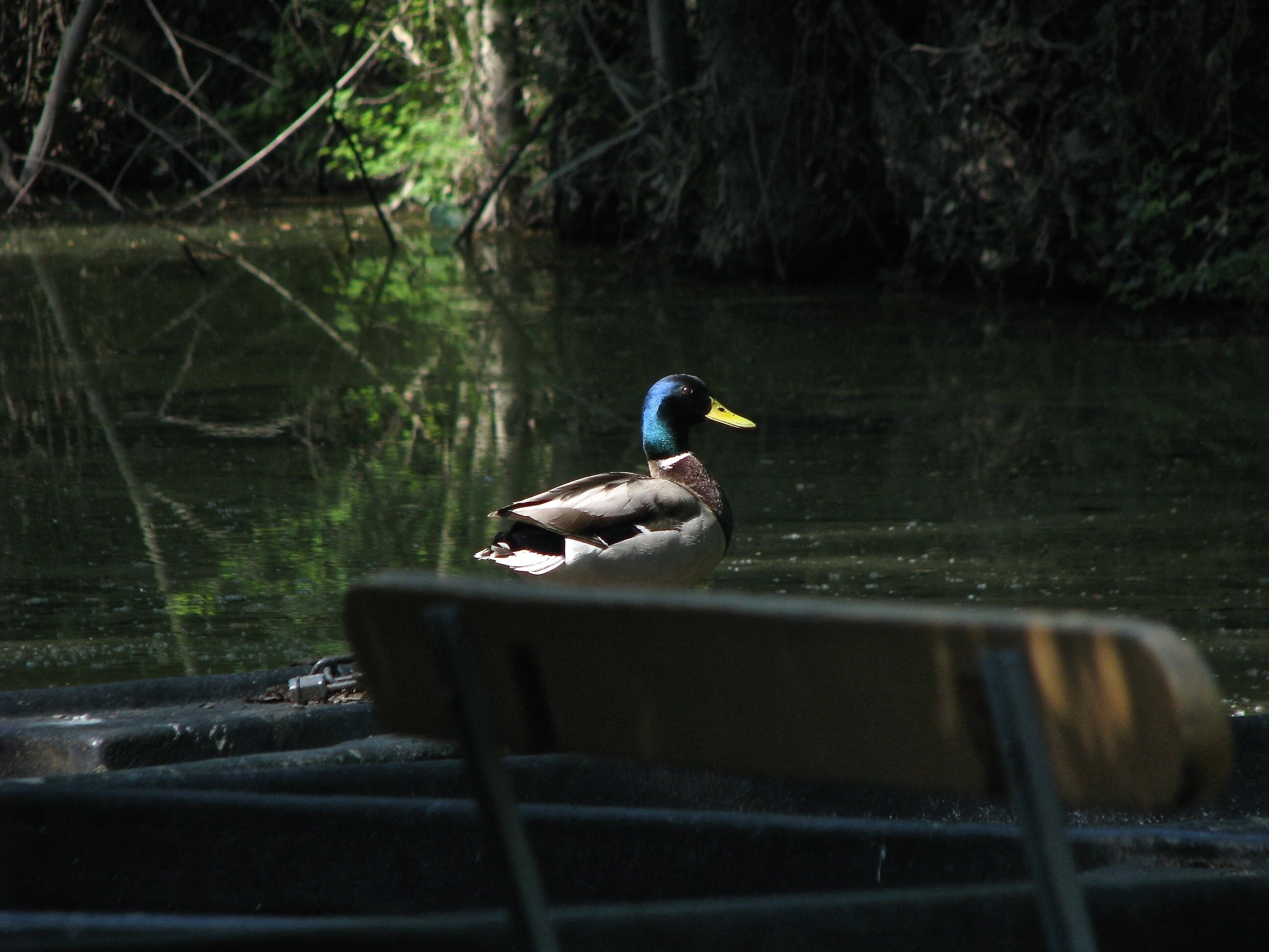 canard sauvage du marais 
port de montfaucon