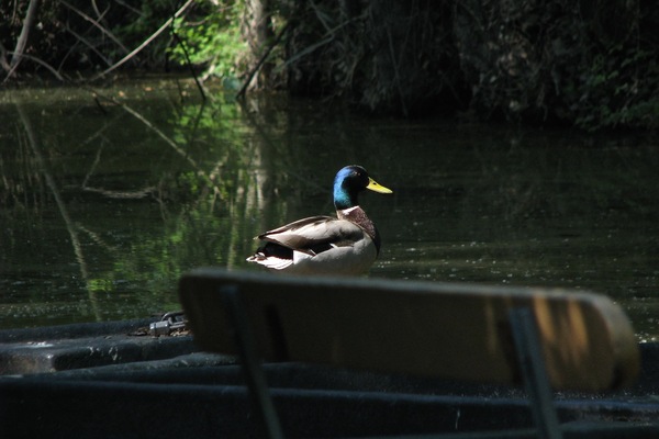 canard sauvage du marais
port de montfaucon