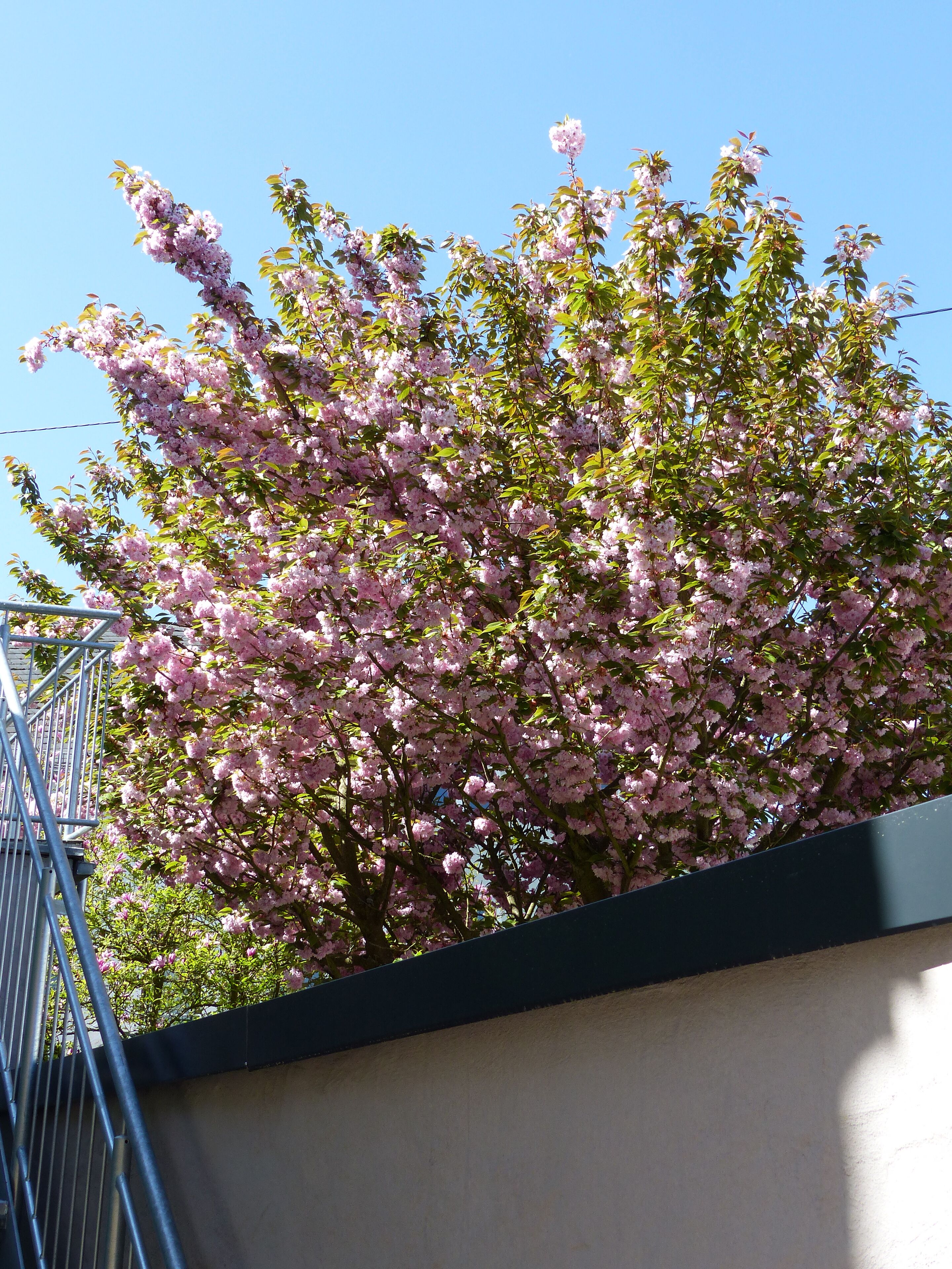 Nhà Duplex Deluxe | Quang cảnh vườn