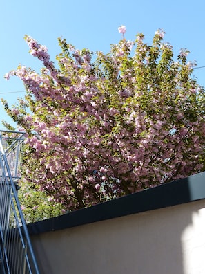 Dupleks Deluks | Pemandangan taman