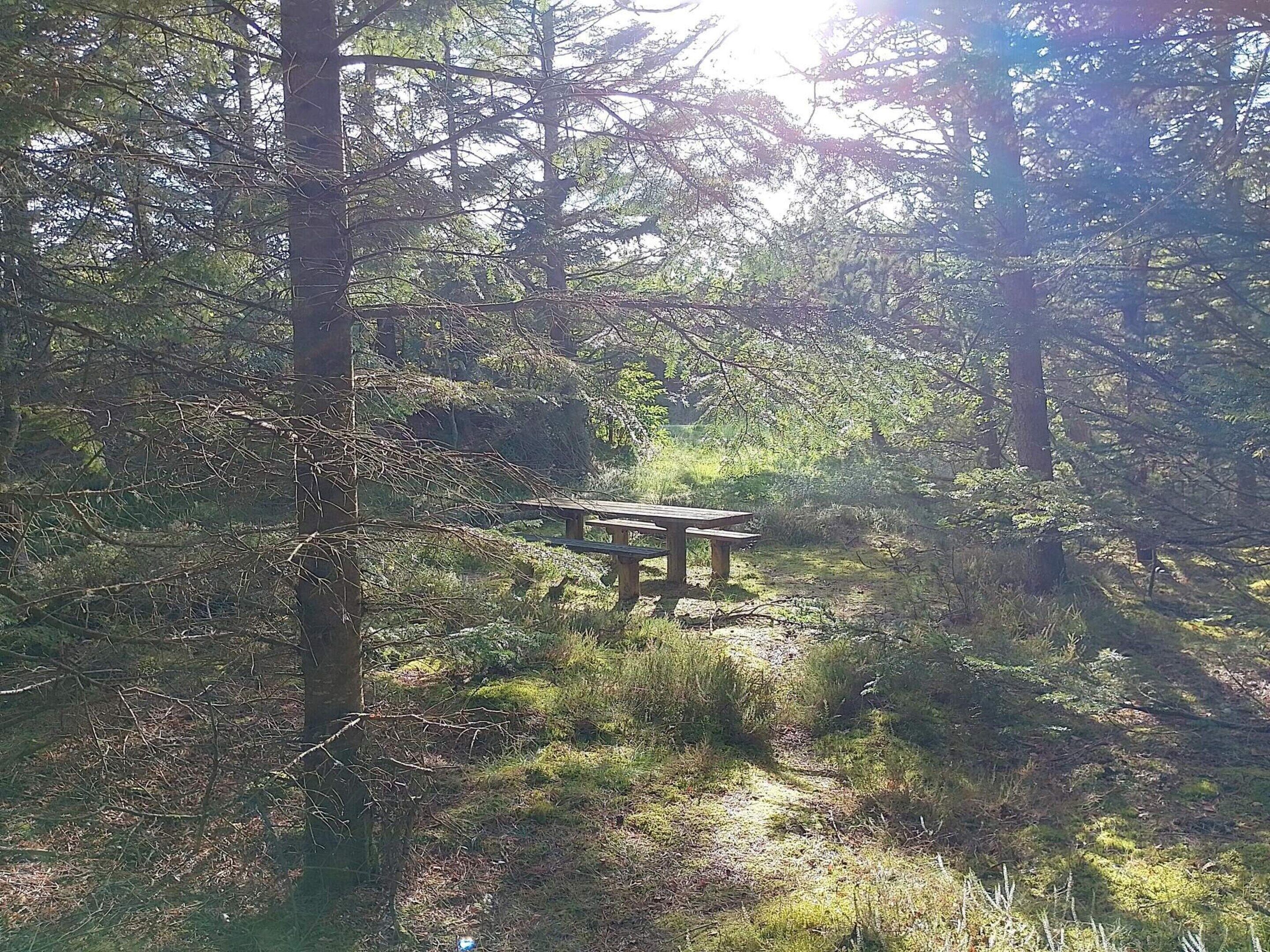 A forested area with a wooden bench.