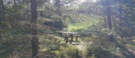 A forested area with a wooden bench.