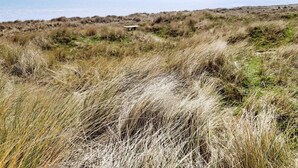 A coastal landscape with grassy dunes and a view of the sea.