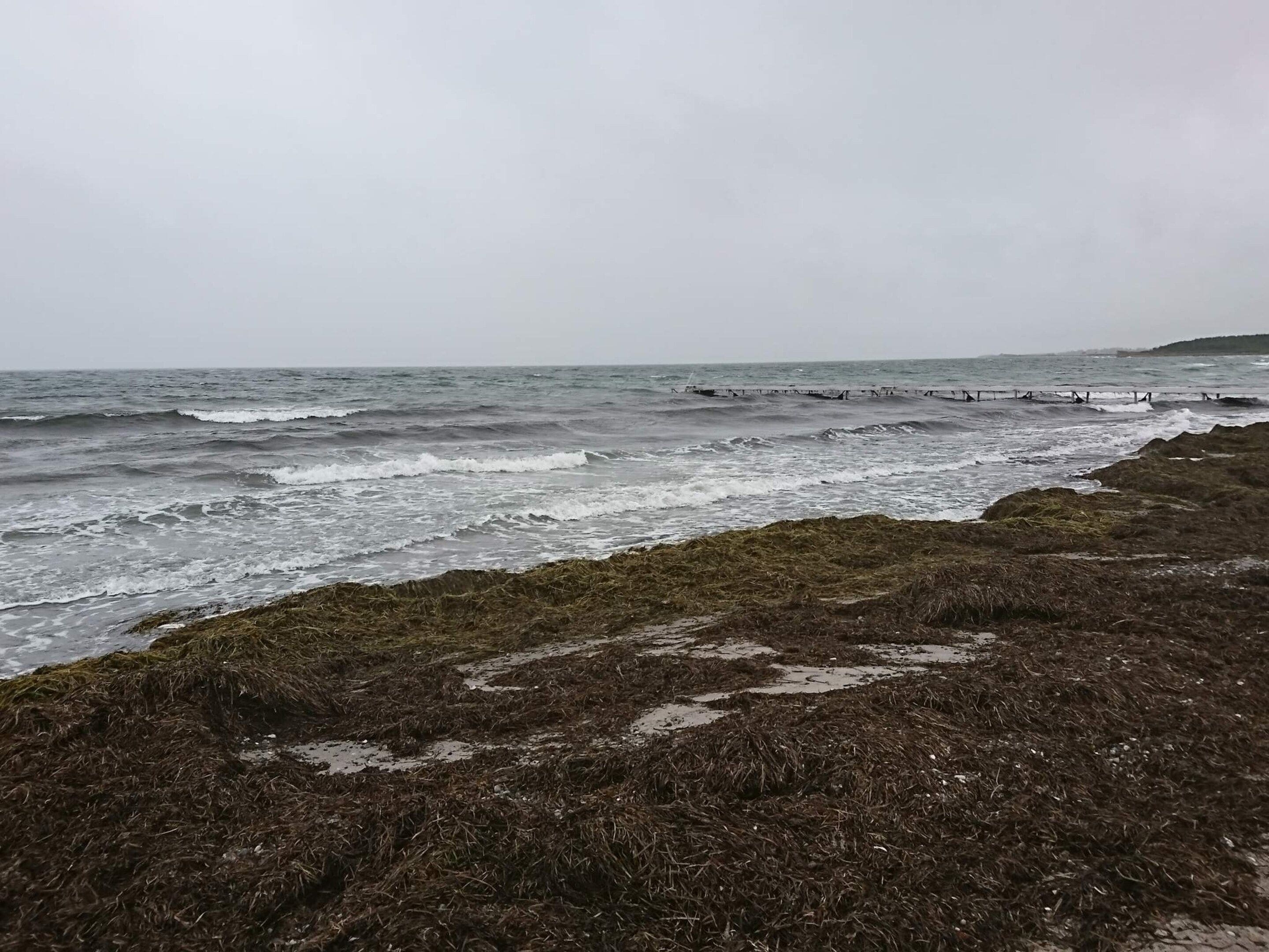 A coastal landscape with waves, rocky shore, and seaweed.