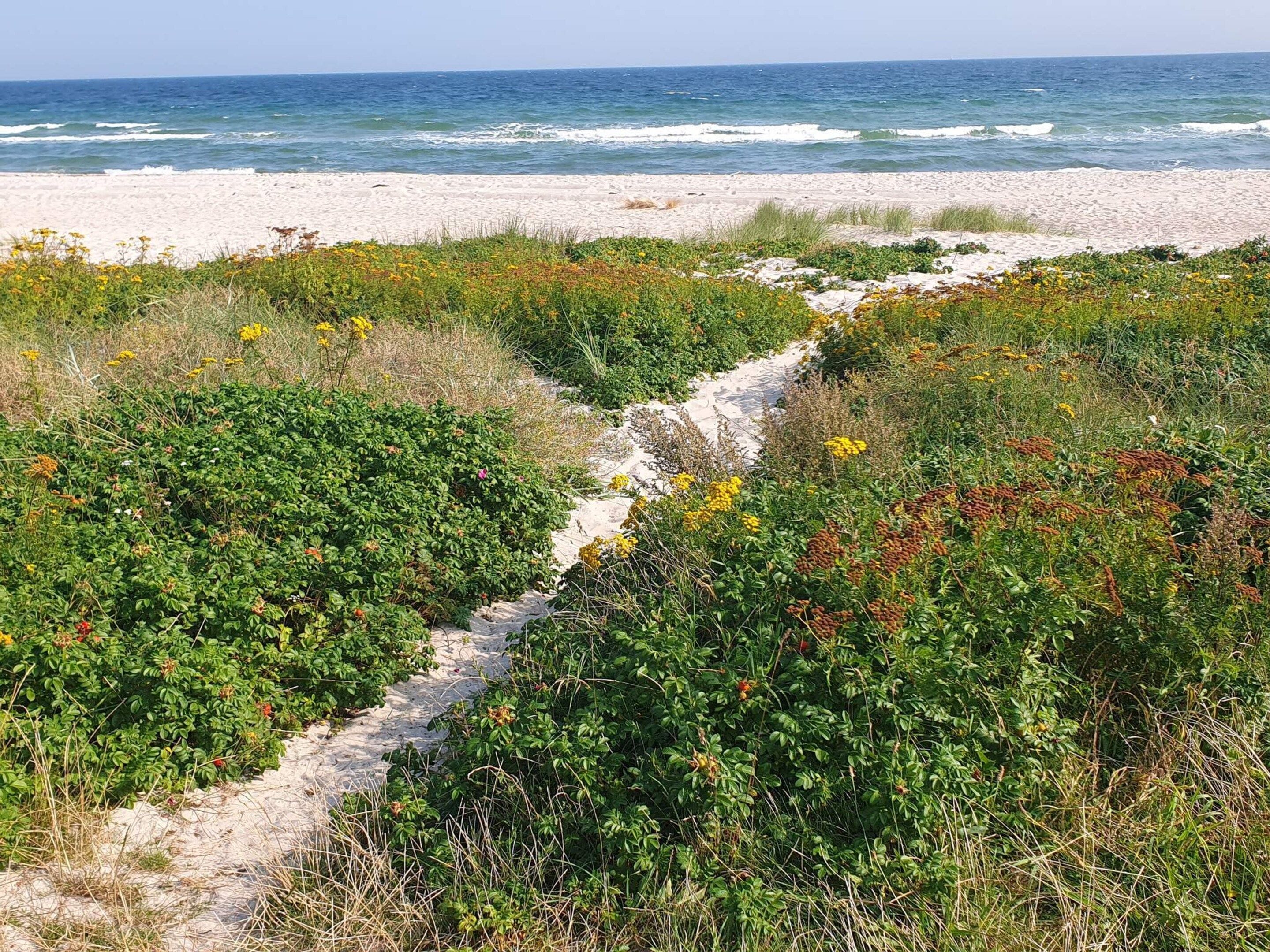 A coastal path leading to a beach with a clear view of the ocean.